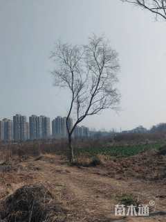 20公分乌桕