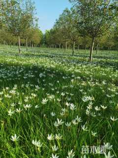 高度20厘米葱兰