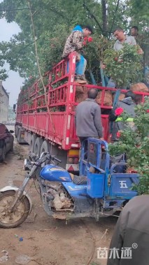 高度150厘米月季