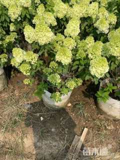 高度60厘米圆锥绣球