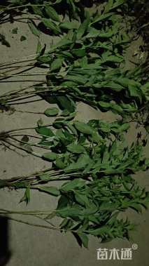 高度40厘米红王子锦带