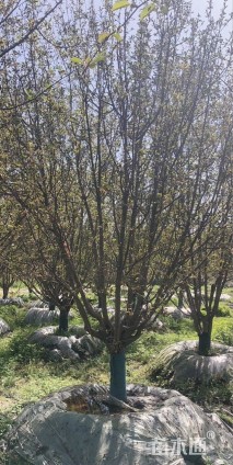 10公分绚丽海棠