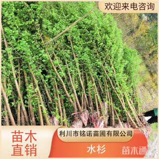 2.8公分水杉