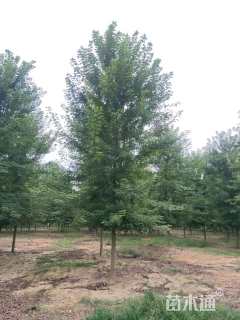 12公分北美红枫