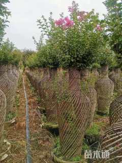 40公分造型紫薇