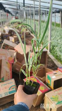 高度30厘米花叶芦竹