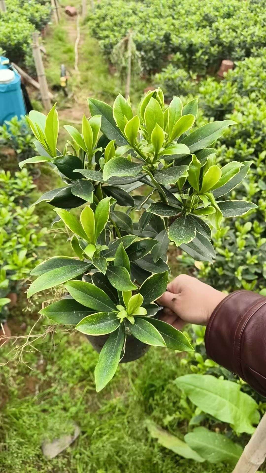 高度30厘米瑞香