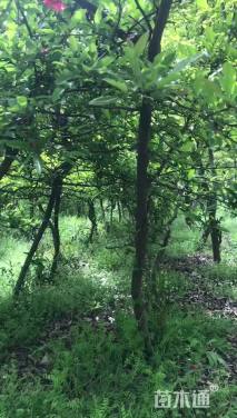 高度200厘米贴梗海棠