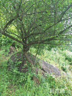 15公分造型红梅