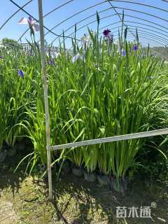 高度40厘米花菖蒲