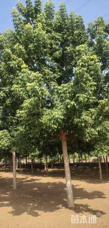 15公分金叶复叶槭