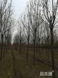 12公分速生白蜡