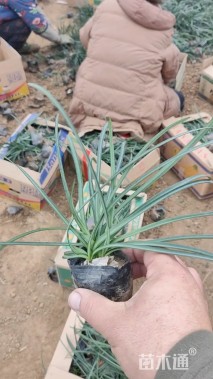 高度20厘米石蒜