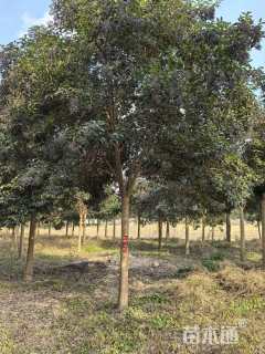 15公分大叶女贞