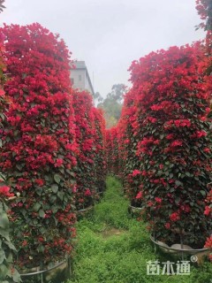 高度200厘米三角梅