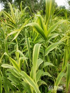 高度80厘米花叶芦竹