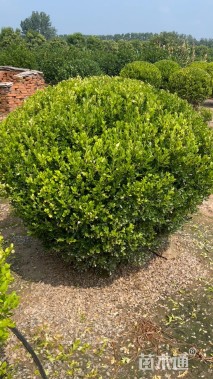 高度120厘米瓜子黄杨