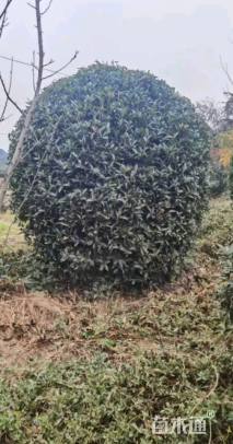 7公分山茶