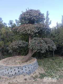 10公分造型卫矛