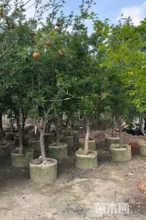 高度180厘米石榴