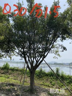 红皮榕