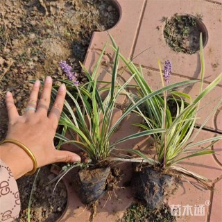 高度22厘米金边阔叶麦冬