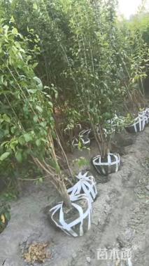 高度200厘米丛生花石榴