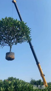 10公分红花鸡蛋花