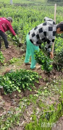 高度40厘米大叶黄杨柱