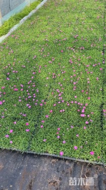 高度5厘米墨西哥鼠尾草