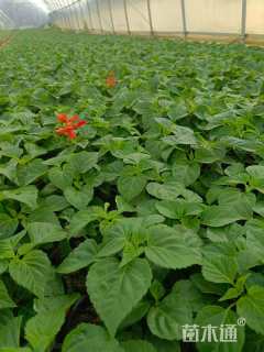 高度20厘米一串红