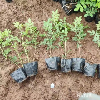 高度40厘米四季玫瑰