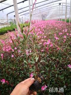 高度15厘米山桃草