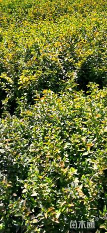 高度40厘米金叶女贞