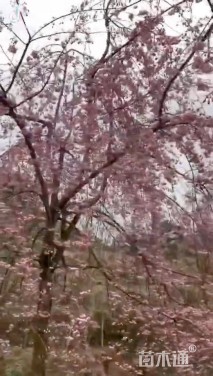 垂枝樱