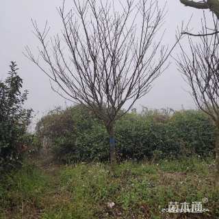 8公分樱花