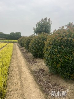 冠幅150厘米红叶石楠球