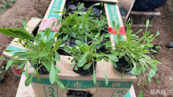 高度10厘米大花金鸡菊