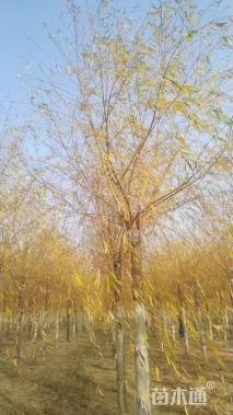 14公分嫁接垂柳