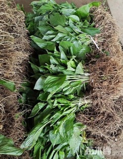 高度30厘米玉簪