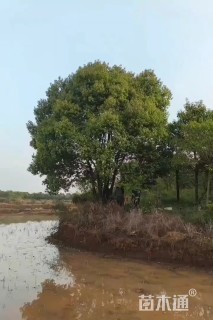70公分丛生香樟
