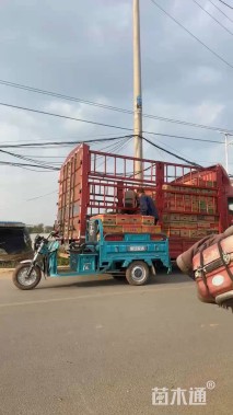 高度40厘米玛格丽特花