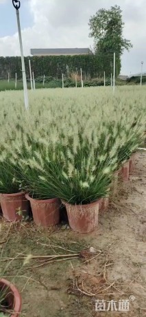 高度40厘米小兔子狼尾草