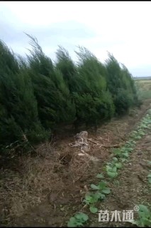 高度180厘米塔柏