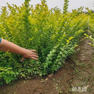 高度60厘米金叶女贞