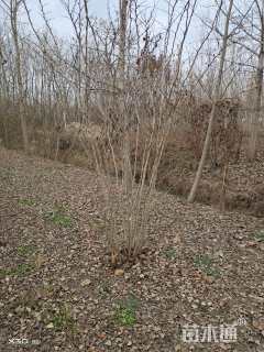 高度350厘米紫荆