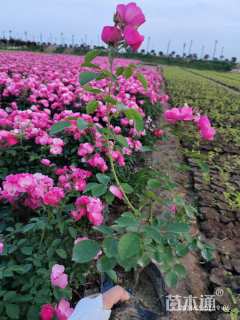 高度35厘米月季