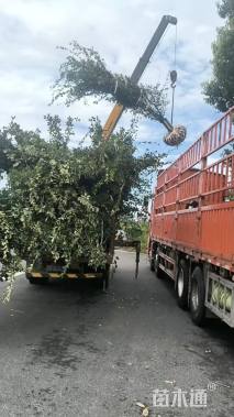 10公分垂丝海棠