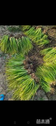 高度10厘米金叶石菖蒲