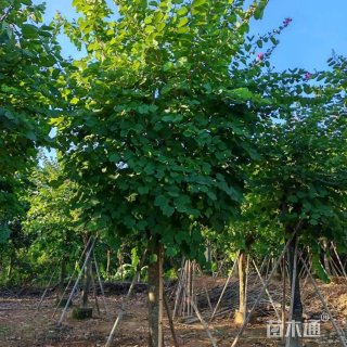8公分洋紫荆